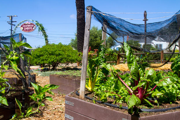 Adult Gardening Class - Garden Planning and Container Gardening