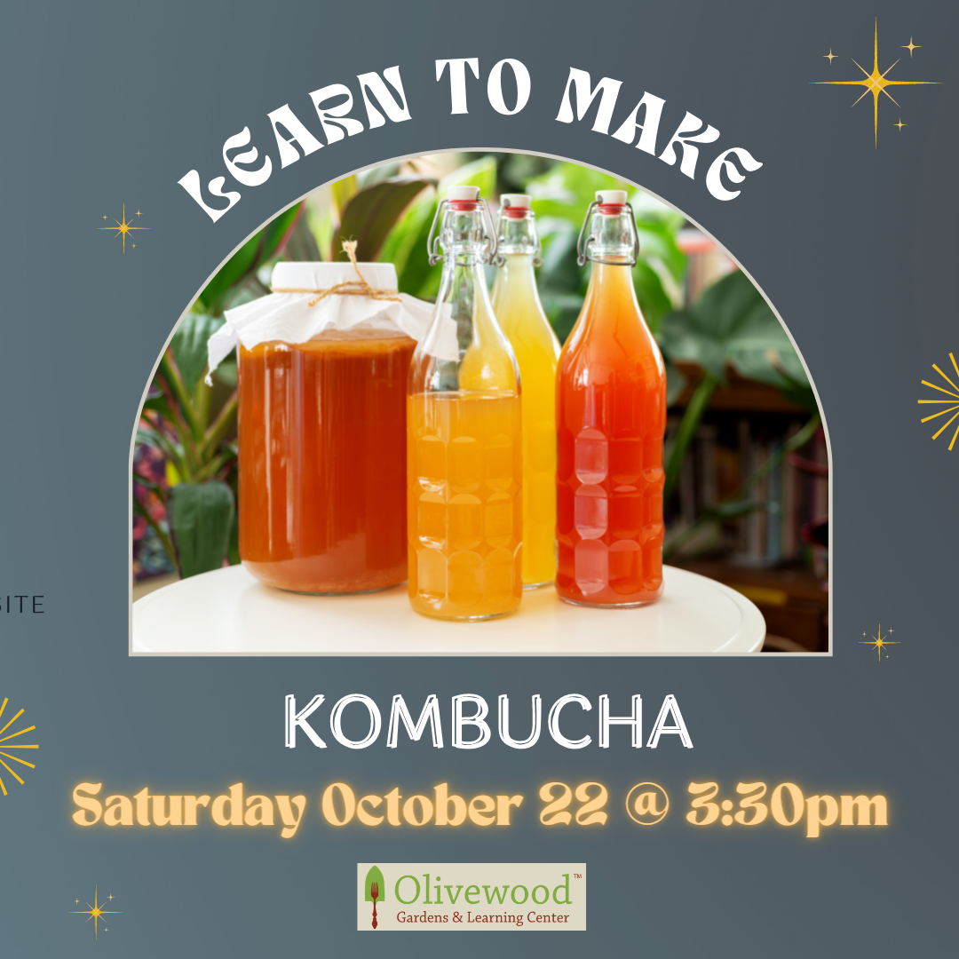 Clase de Fermentación de Kombucha (VENDIDO)