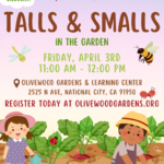 Talls & Smalls - April 3rd, 2026