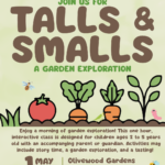 Talls & Smalls / Altos y Pequeños (May 1st, 2026)