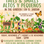 Talls & Smalls / Altos y Pequeños (11/6/26)